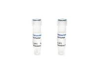 Tribioscience  Monoclonal Antibody to Human IL-10, unconjugated (TBS134305)