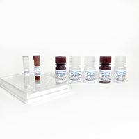 Tribioscience Human CD8 ELISA (TBS32115)
