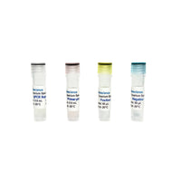 Tribioscience Fusarium Species TaqProbe qPCR Detection (TBS42019)