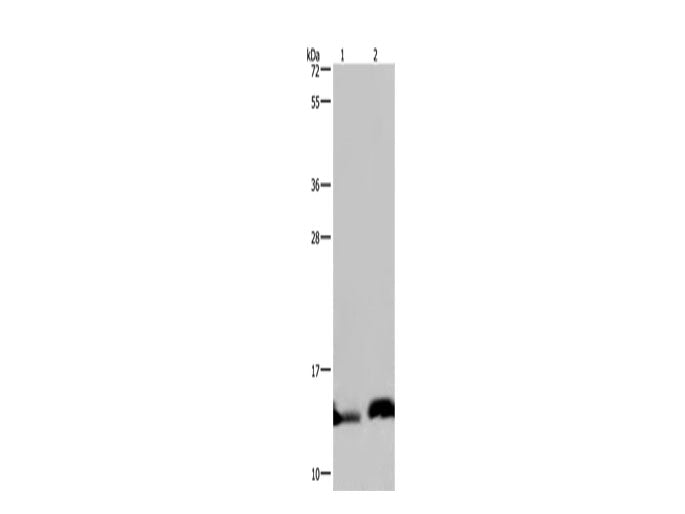 NDUFA5 Polyclonal Antibody Store at -20°C