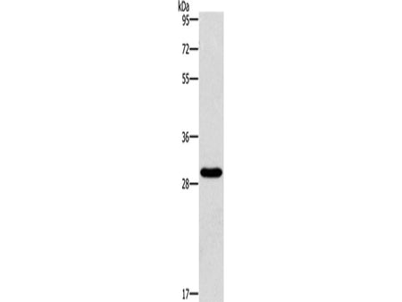 BCL10 Polyclonal Antibody Store at -20°C