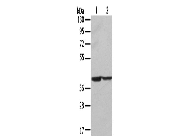 STX16 Polyclonal Antibody Store at -20°C