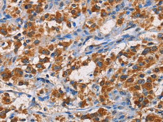 APLNR Polyclonal Antibody Store at -20°C