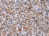 CA4 Polyclonal Antibody