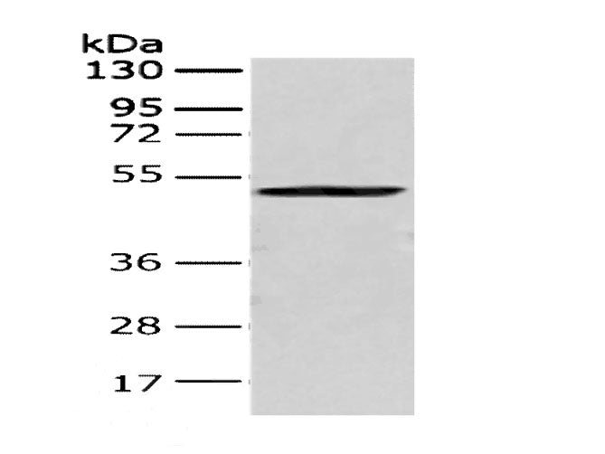 CRTAM Polyclonal Antibody