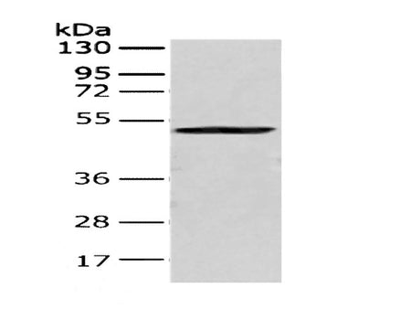 CRTAM Polyclonal Antibody