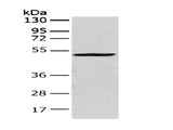 CRTAM Polyclonal Antibody