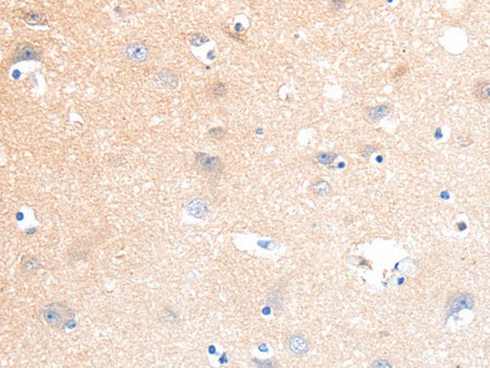 SLC22A17 Polyclonal Antibody Store at -20°C