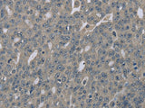 EDN1 Polyclonal Antibody Host Rabbit