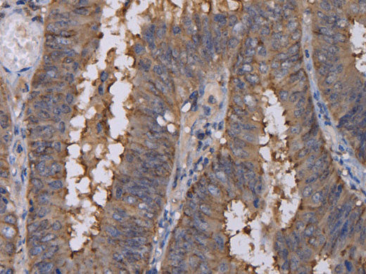 REG3G Polyclonal Antibody Store at -20°C