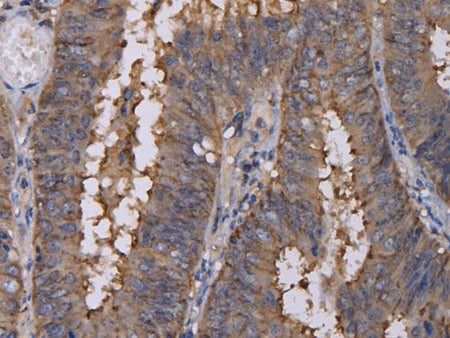 REG3G Polyclonal Antibody Store at -20°C