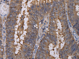REG3G Polyclonal Antibody Store at -20°C