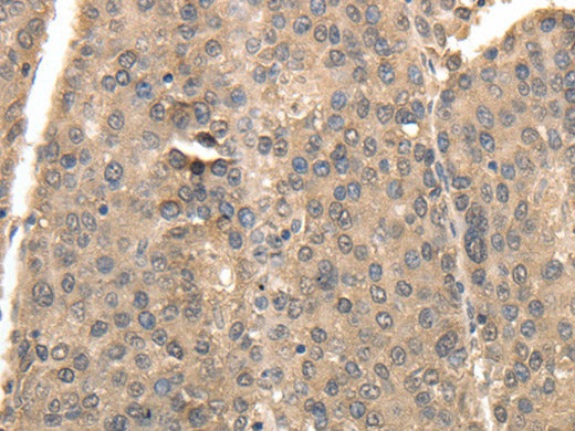 TXN Polyclonal Antibody Store at -20°C