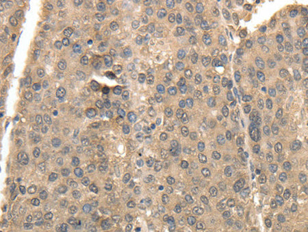 TXN Polyclonal Antibody Store at -20°C