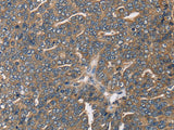 HSD17B12 Polyclonal Antibody Store at -20°C