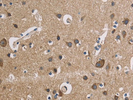CYCS Polyclonal Antibody Store at -20°C