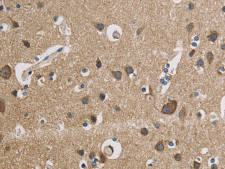 CYCS Polyclonal Antibody Store at -20°C