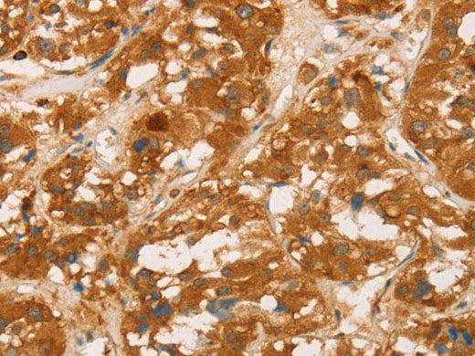 CD43 Polyclonal Antibody Store at -20°C