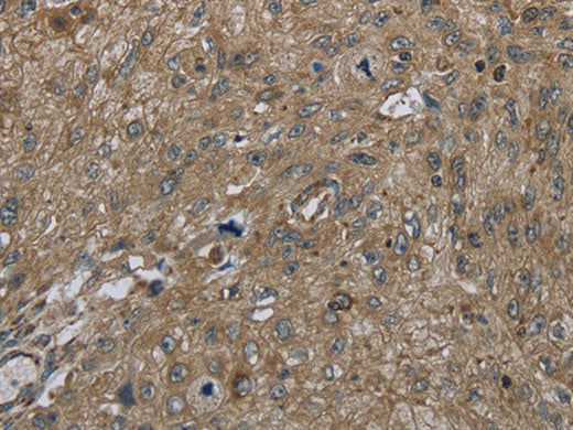 CLPS Polyclonal Antibody Store at -20°C
