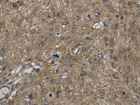 CLPS Polyclonal Antibody Store at -20°C