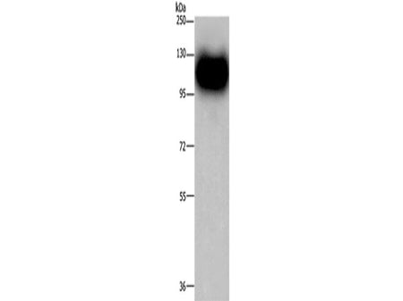MAG Polyclonal Antibody Store at -20°C