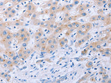 FGF4 Polyclonal Antibody