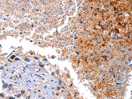 HMOX1 Polyclonal Antibody Store at -20°C