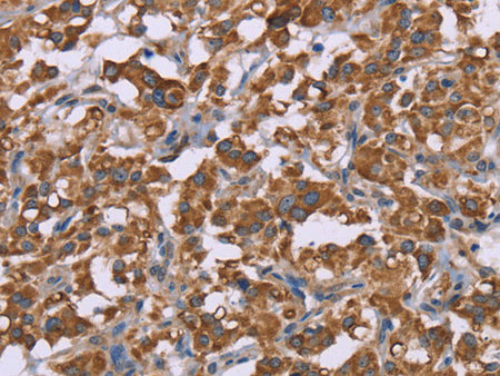 Cyclophilin F Polyclonal Antibody Store at -20°C