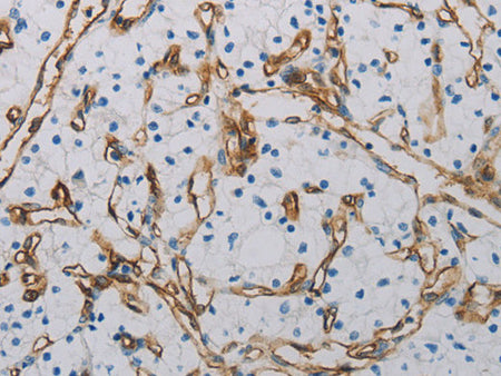CD31 Polyclonal Antibody Store at -20°C
