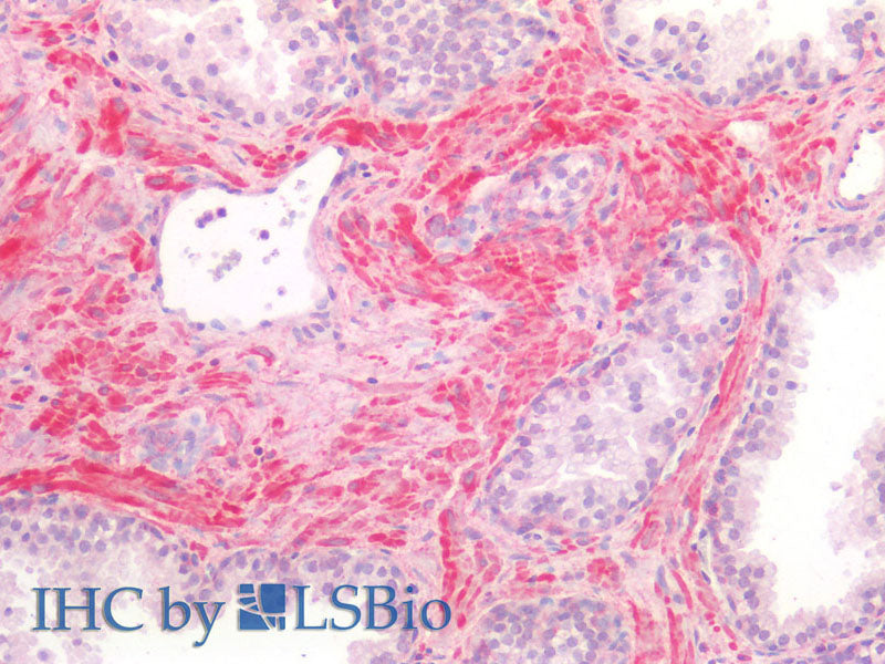 BMP4 Polyclonal Antibody Store at -20°C