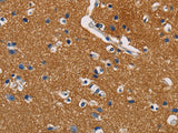 GPM6A Polyclonal Antibody Store at -20°C