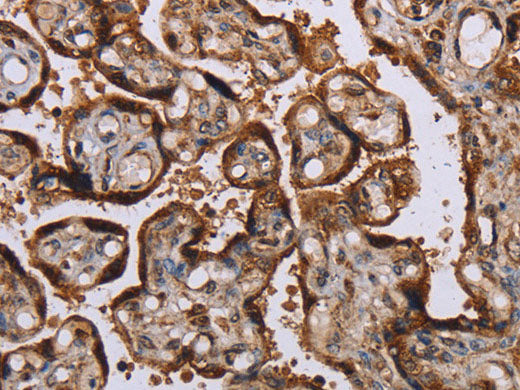 KIF1C Polyclonal Antibody Store at -20°C