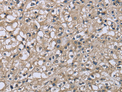 CD32 Polyclonal Antibody Store at -20°C