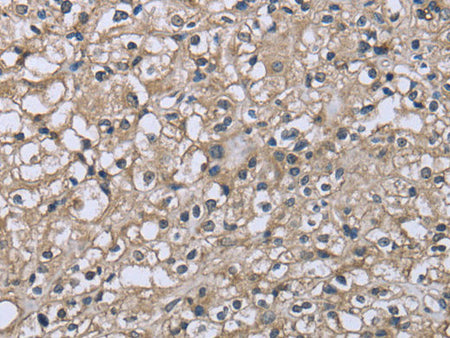 CD32 Polyclonal Antibody Store at -20°C
