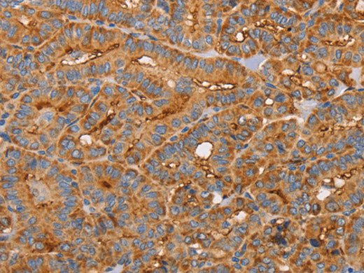 CD59 Polyclonal Antibody Store at -20°C