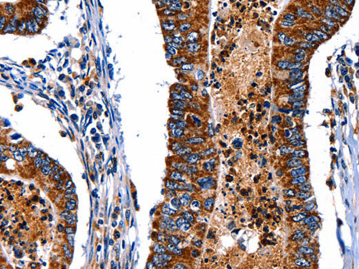 ITGA7 Polyclonal Antibody Store at -20°C