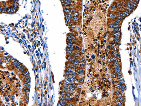 ITGA7 Polyclonal Antibody Store at -20°C