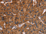 CD107b Polyclonal Antibody Store at -20°C
