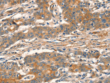 CUEDC2 Polyclonal Antibody Store at -20°C