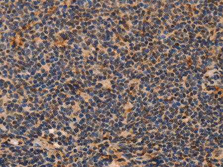 MPG Polyclonal Antibody Store at -20°C