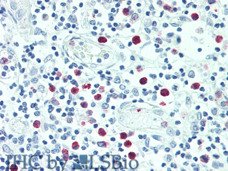 SRGN Polyclonal Antibody Store at -20°C
