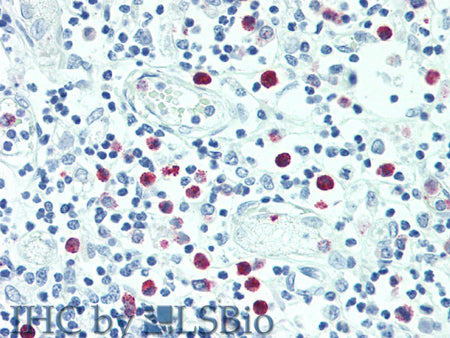 SRGN Polyclonal Antibody Store at -20°C