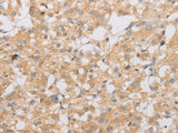 ATG9A Polyclonal Antibody Store at -20°C