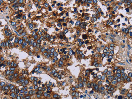 JAM-A Polyclonal Antibody Store at -20°C