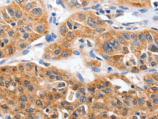 YWHAG Polyclonal Antibody Store at -20°C