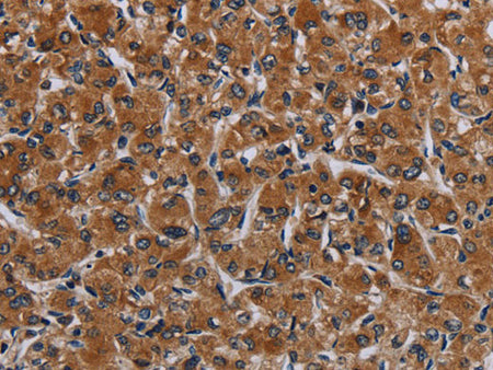 IRGM Polyclonal Antibody Store at -20°C