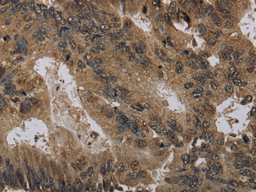 Histone H4 Polyclonal Antibody Store at -20°C