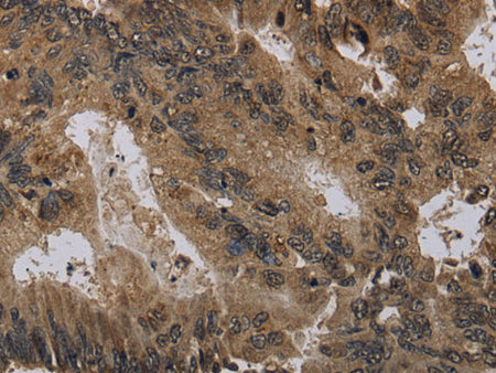 Histone H4 Polyclonal Antibody Store at -20°C
