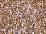 LILRB1 Polyclonal Antibody