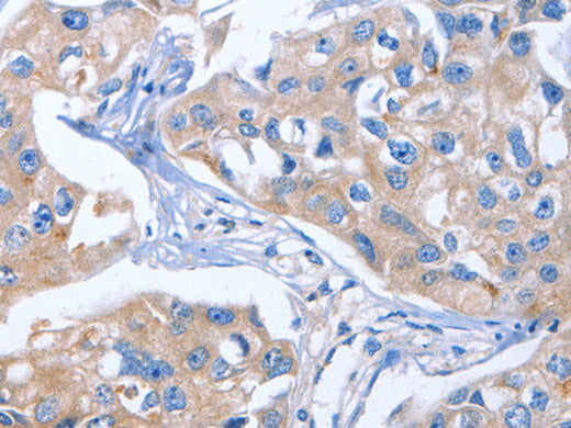 IBSP Polyclonal Antibody Store at -20°C